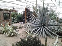 Cactus Oase